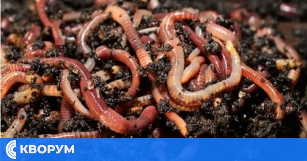 Ферма за червеи в Силистра под лупа - съд потвърди налагане на финансова корекция