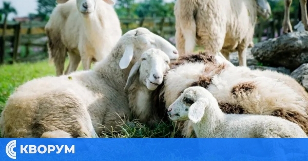 Главиница активира кризисен план срещу заплахата от чума по дребните преживни животни