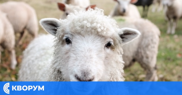 Установен е случай на антракс в 12 км от област Силистра