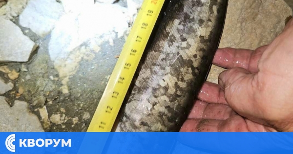 Инспектори от ИАРА заловиха нарушители с маломерни сомове на Дунав