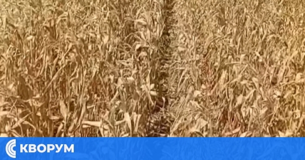 Сушата води до рекордно ниски добиви от слънчоглед и царевица