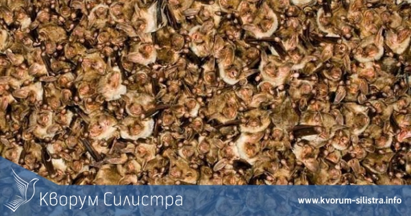 Спасиха 150 прилепа от изкоренено дърво в село Гарван