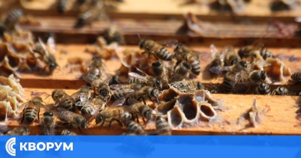 Пчелният фураж в Румъния ще бъде с по-нисък ДДС