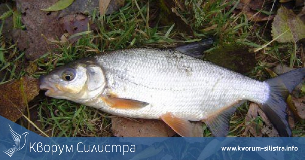 Инспектори на ИАРА Силистра и Русе са извършили проверки Блатото край село Малък Преславец