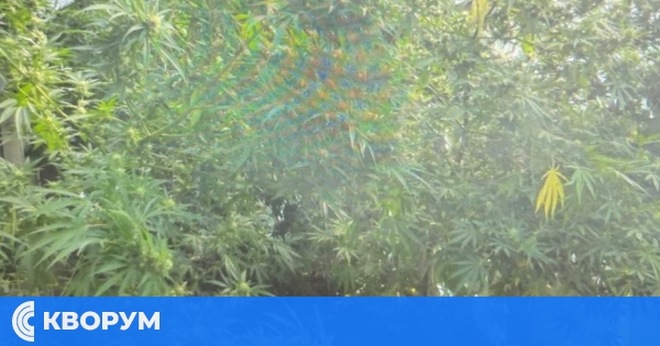 Калипетренският "градинар" с канабисова оранжерия остава в ареста