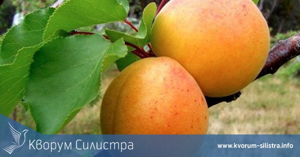 Кайсиите започнаха да измръзват