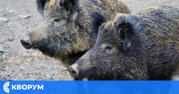 Днес се открива груповият лов на дива свиня и дребен местен дивеч