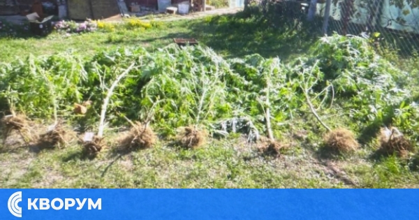 Оставиха за постоянно в ареста нарко градинаря от Калипетрово