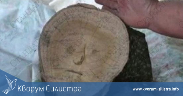 Светец се появи на дърво за огрев в силистренско село