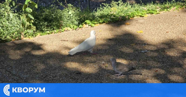 Слънчев понеделник