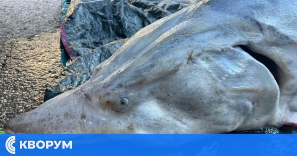 Мъжка моруна, една от последните останали от този вид в Дунав, вчера загуби живота си