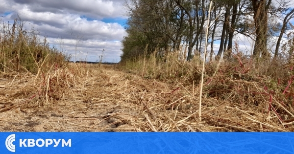 Ще бъдат ли възстановени полезащитните пояси в Добруджа?