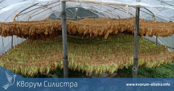 Част от средставата, дължими на тютюнопроизводители в региона са преведени