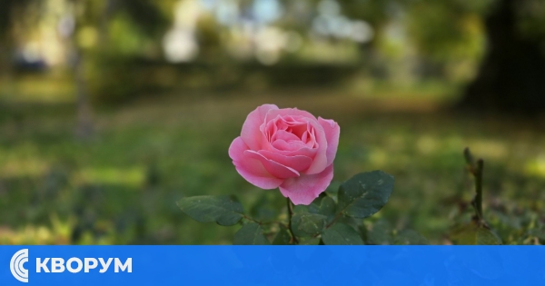 Слънчев понеделник в Силистренско