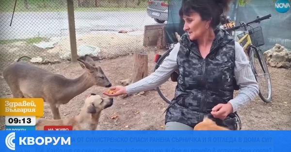 Силистренка спаси ранено сърне и му търси нов дом
