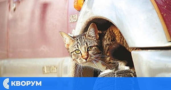 Внимание към котките през зимата: Проверявайте колата преди потегляне