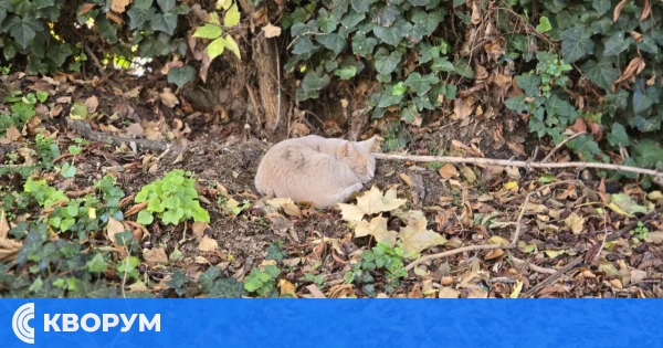 Слънчев петък