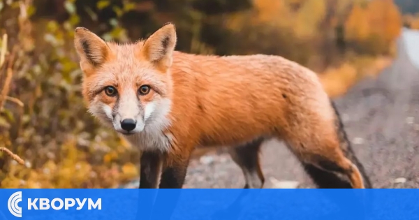 Започва есенната ваксинация на лисиците срещу бяс в Силистренско