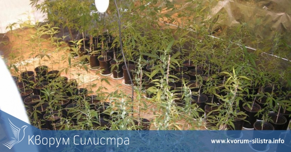 Разкриха домашна оранжерия за канабис в село Гарван