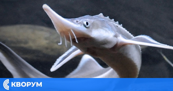 WWF: До Силистра плуват последните размножаващи в естествена среда есетри в Европа