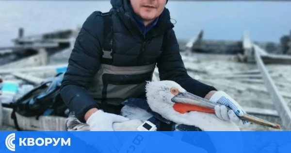 Два български пеликани със сателитни предаватели изчезнаха в Украйна