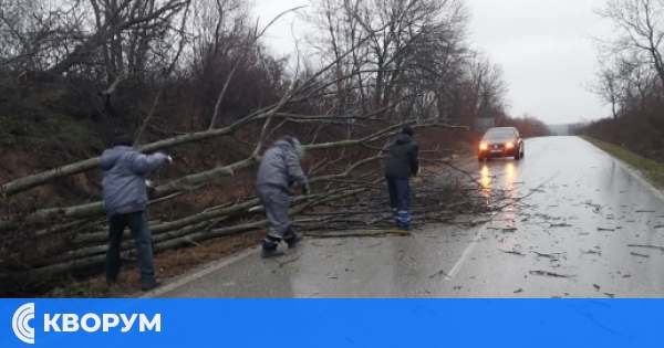 Опасно време: Паднало дърво затрудни движението край с. Нова Попина