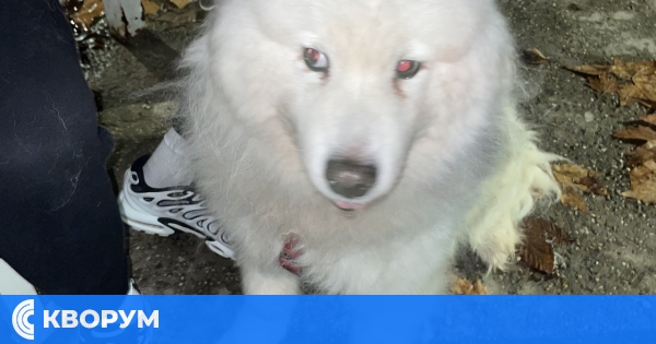 ИЗГУБЕНО КУЧЕ: Намерен Самоед в Силистра!