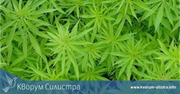 Силистренски спортист уличен в употреба на марихуана