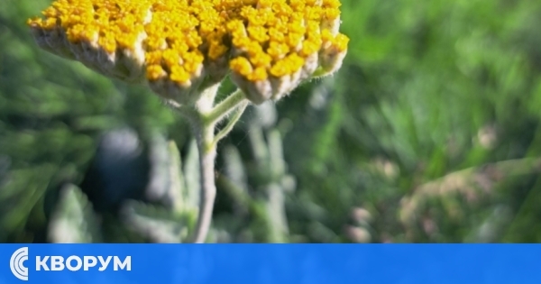 До 20 януари билкозаготвителите в Силистренско трябва да представят в екоинспекцията годишни справки за лечебните растения