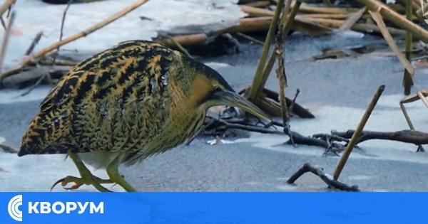 Сребърна през зимата: Магията на птичия живот в кадри по TVT