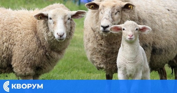 България запазва спокойствие относно шап в Германия: Без допълнителни мерки