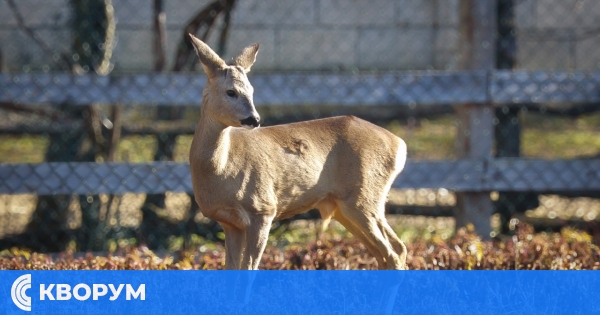 Младото сърне, спасено от жена от силистренско село, намери своя нов дом
