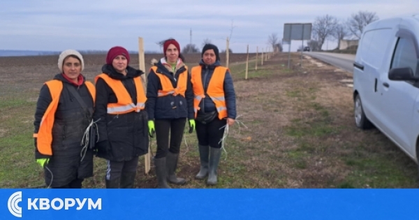Община Главиница облагородява входовете на града с липови фиданки
