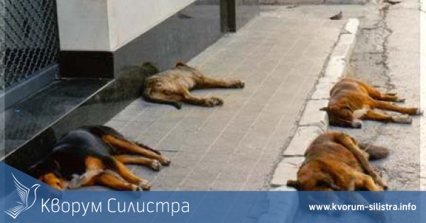 От днес започват да прибират опасните улични кучета