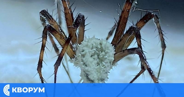 Откриха зомби паяци