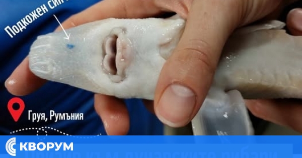 500 малки есетри пуснати в река Дунав за опазване на застрашения вид