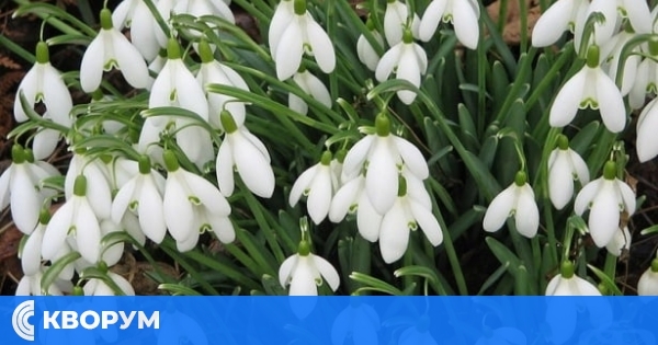 Община Ситово предупреждава: Глоби за бране и продажба на защитени растения