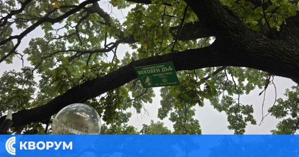 Живият символ на Силистра: Вековният дъб празнува 115 години!