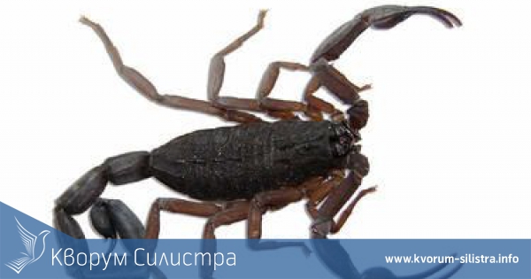 Стършели и скорпиони притесняват силистренци