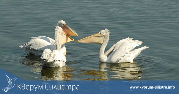 Излюпиха се първите пеликанчета в резервата " Сребърна"