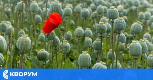 ООН: Цената на опиума скочи десетократно след забраната на маковите култури от талибаните в Афганистан