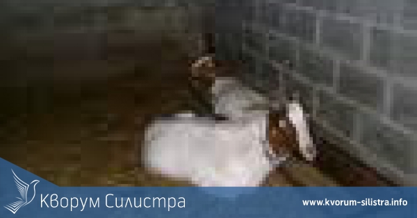 Две кози смениха собственика си в с.Кайнарджа