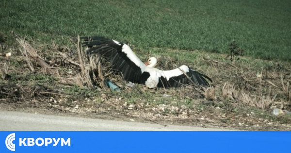 Призив за помощ: Пострадал щъркел край село Грънчарово