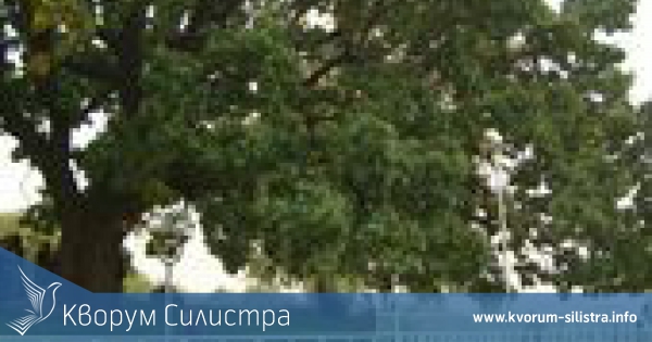 Омуртаговият дворец лежи под стогодишен дъб в Силистра