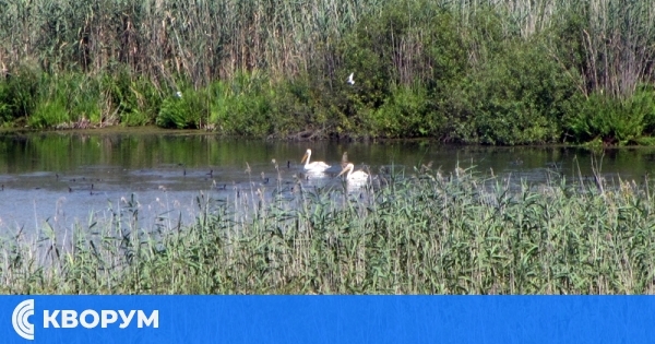 Необичайно ниски водни нива в резервата "Сребърна"