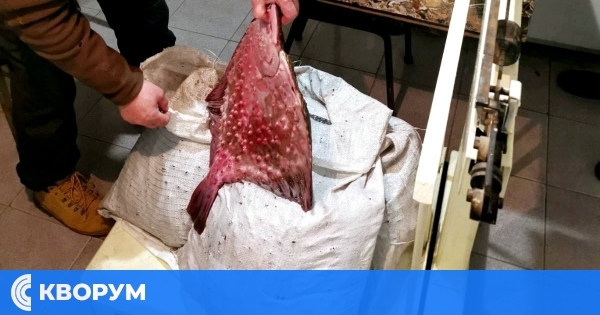 Над 100 кг калкан без документи задържани край Добрич – ИАРА дарява иззетата риба на социални институции