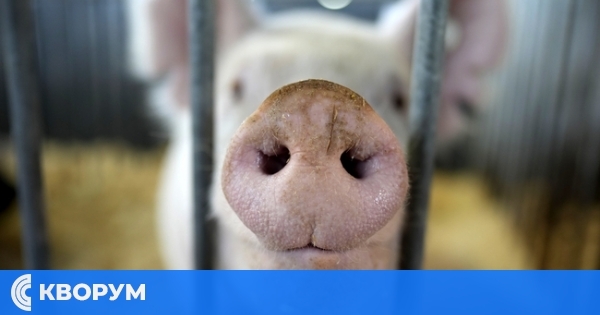 Министерството на земеделието на Словакия потвърди случай на АЧС в страната