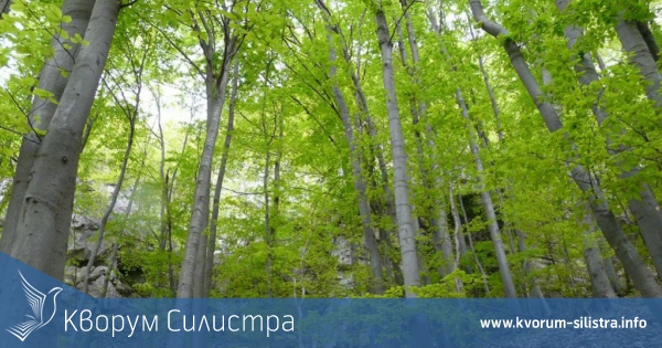 34 дървета няма да бъдат унищожени благодарение на служителите от НАП Силистра