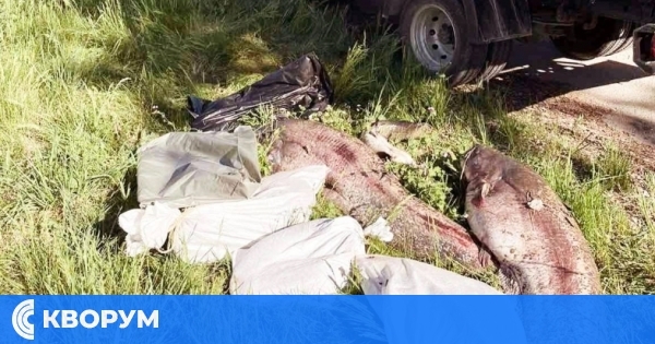 Окръжен съд – Силистра: 1206 лв. обезщетение за 89 кг незаконно уловен сом