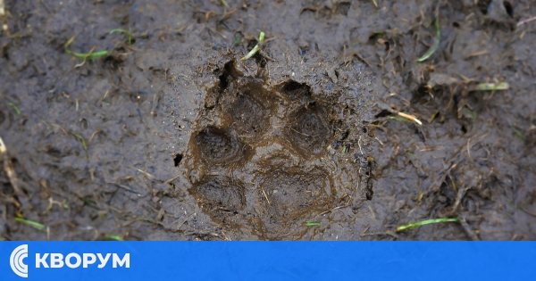 Корекция в програмата на празника в село Искра заради дъждовете – конните състезания започват следобед